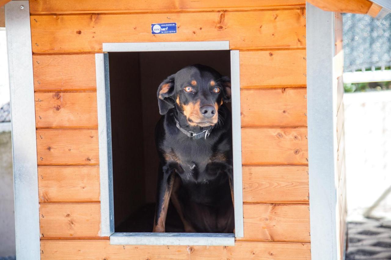 Ferienwohnung Bei Cooldog イムスト エクステリア 写真